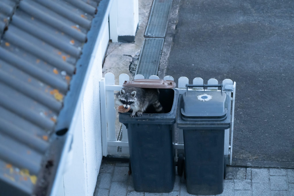 Waschbär in Mülltonne