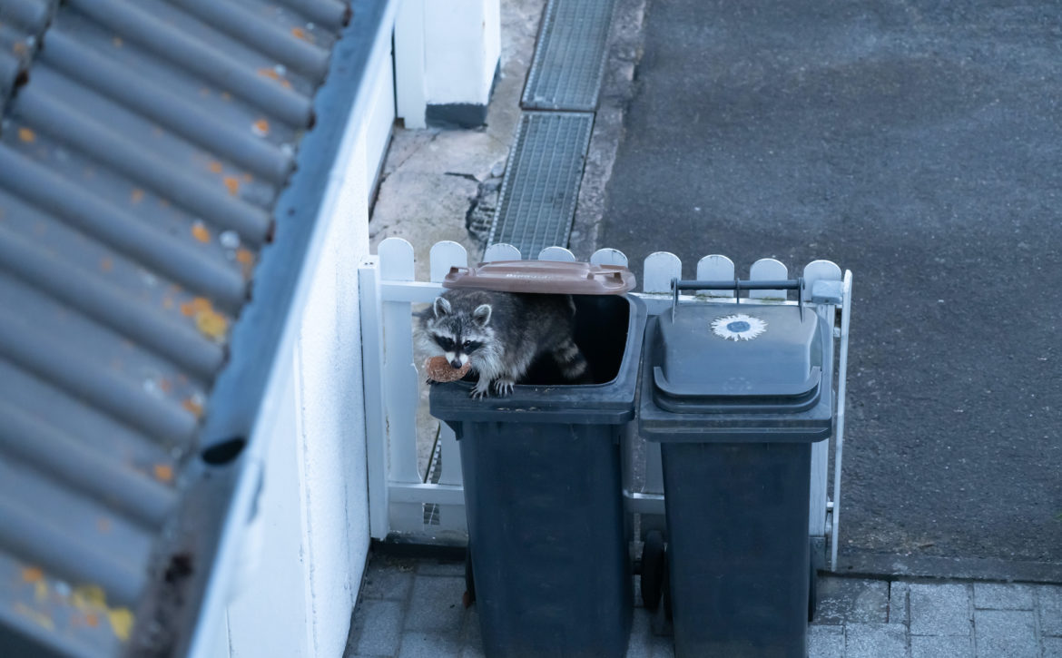 Raccoon climbs out of a garbage can with an old piece of bread